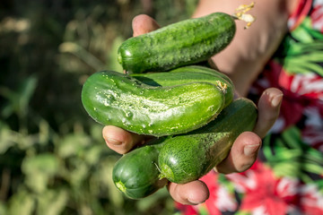 Harvest of cucumbers in the hand
