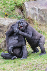 Fototapeta na wymiar Laaglandgorilla, Gorilla gorilla gorilla