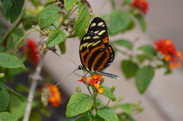Butterfly in the garden
