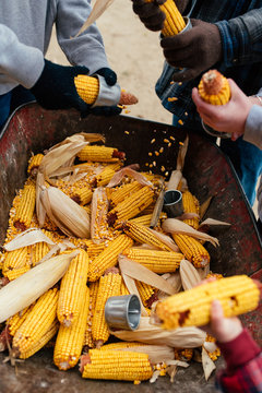 shelling corn cobs at a farm