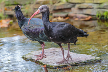 .Waldrapp ibis, kaalkop ibis.
