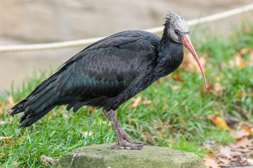 .Waldrapp ibis, kaalkop ibis.