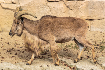 Steenbok uit Marokko