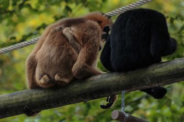 Noordelijke witwanggibbon.(Nomascus leucogenys)