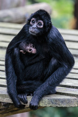 Slingeraap (Colombiaanse).(Ateles fusciceps)
