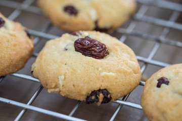 Raisin cookies on grille after baked in oven , soft focus