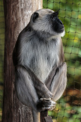 Hanuman langoer.(Semnopithecus entellus)