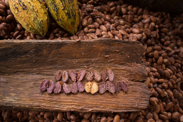 Choosing raw cacao beans with hand of man
