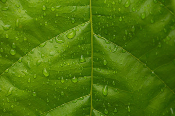 Green leaf Cocoa tree with water drops for background