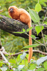 Gouden leeuwaap.(Leontopithecus rosalia)