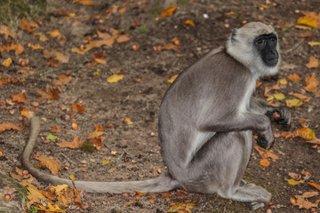 Hanuman langoer.(Semnopithecus entellus)