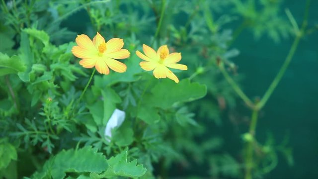  flowers in a garden