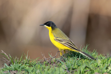 Black headed wagtail sits on the ground close up