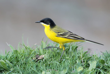 Black headed wagtail close up