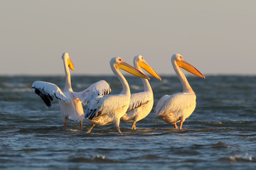 A flock of white pelican stand on the water  in morning light