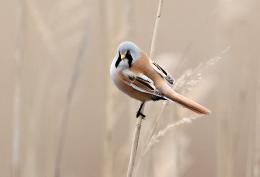 Male bearded tit on nice bedge background