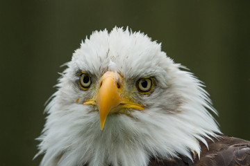 photo portrait of an American Bald Eagle