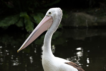 Pelican close-up with a large beak
