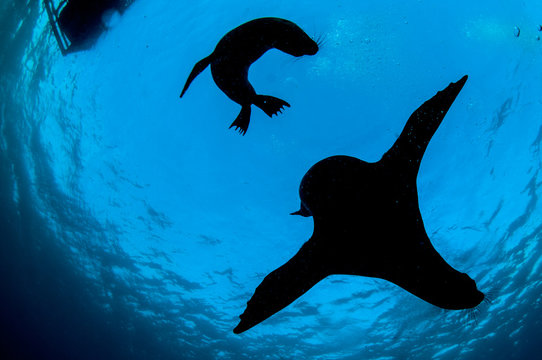 Playful galapagos sea lion