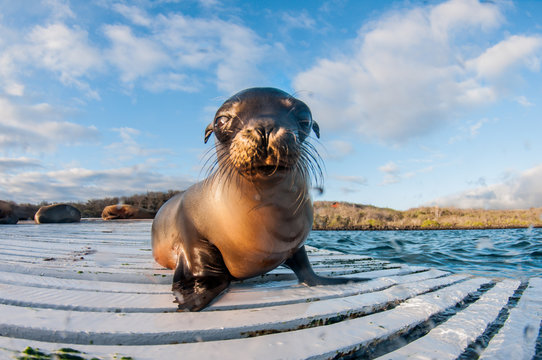Galapagos sea lion pub on dock