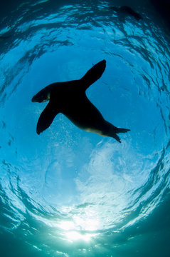 Playful galapagos sea lion silhouette