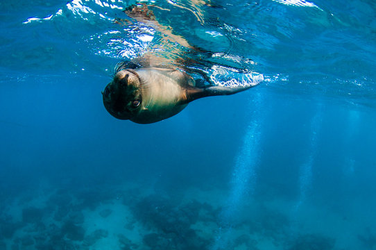 Playful galapagos sea lion