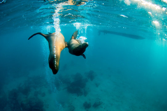 Playful galapagos sea lion