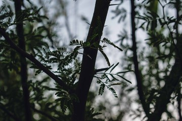 Árbol