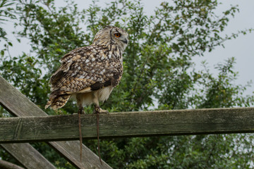 An Eagle owl getting ready to fly