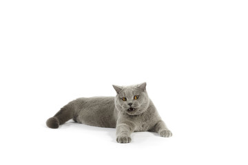 Portrait of British Shorthair cat on a white background