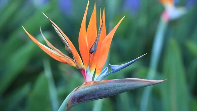 Strelitzia Reginae, a bird of paradise