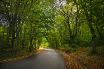 Fototapeta premium Autumnal landscape of Kakheti region