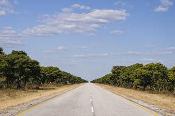Landscape with straight road / Landscape with straight road left and right trees to the horizon, Namibia, Africa.