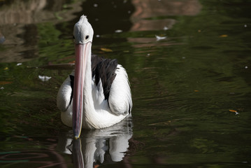 Elegant pelican plying on a pond lowering its beak