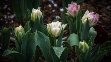 Tulips