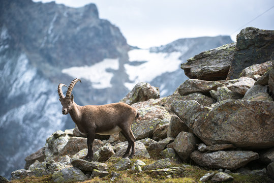 Alpine ibex