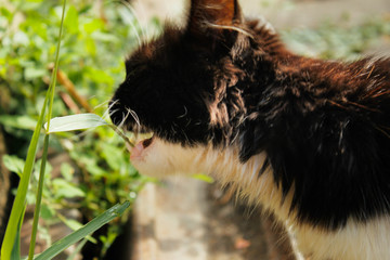 Black and white domestic cat eating grass