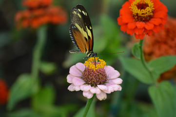 Butterfly in the garden