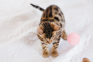 bengal cats babys leopard kitten