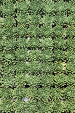 A group of succulents