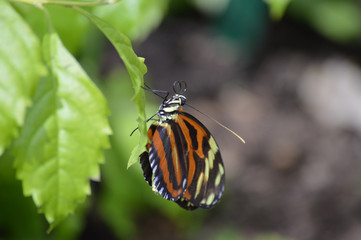 Butterfly in the garden