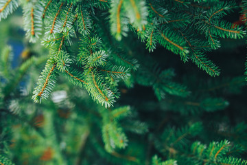 pine branches background