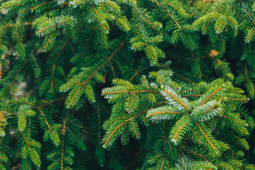 pine branches background