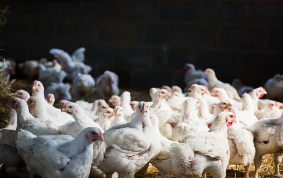 Free range chickens in barn at farm