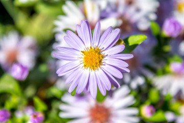 Flowers asters in nature close-up