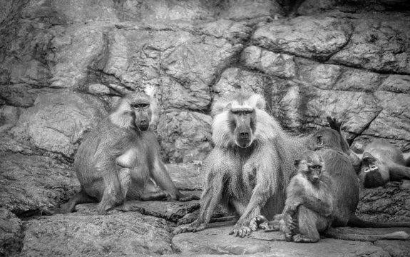 Hamadryas Baboon Family
