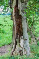 Rottern tree in field