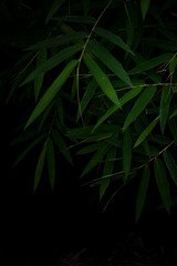 Dark bamboo leaves for background