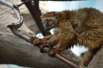Blue Eyed Lemur
