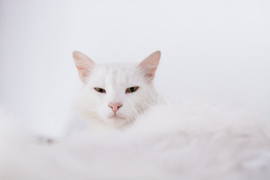 Annoyed cat woken up from sleep